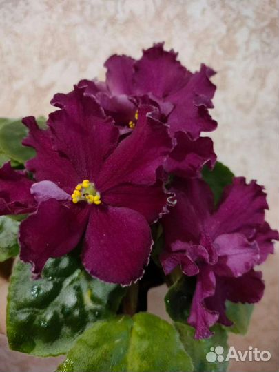 Листики фиалок