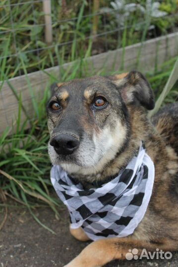 Собака в дар. Не дайте Магде умереть в приюте