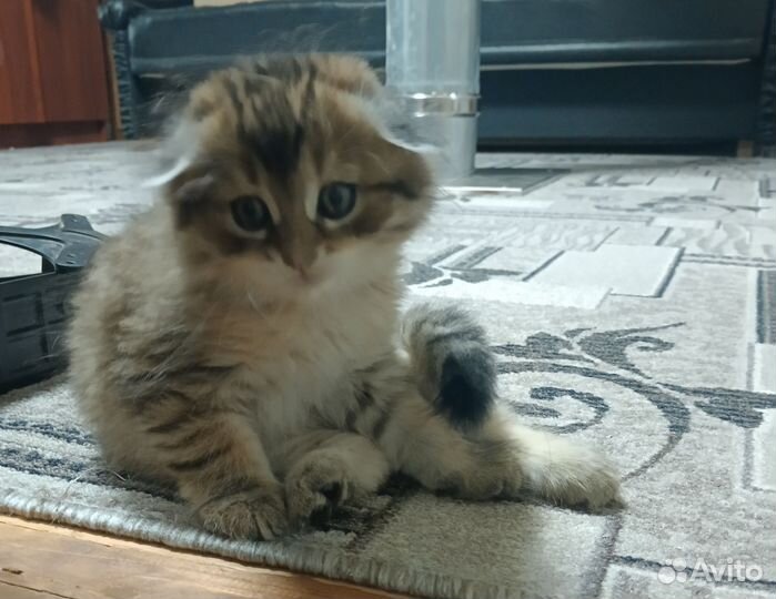 Шотландская вислоухая