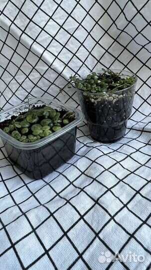 Пеперомия прострата