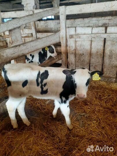 Телята(Бычки,тёлки)
