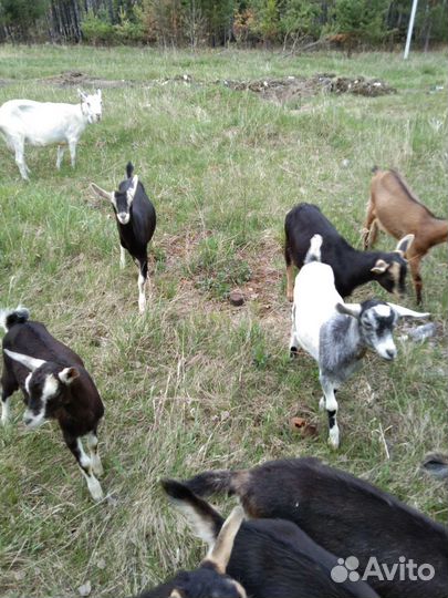 Альпийские козочки