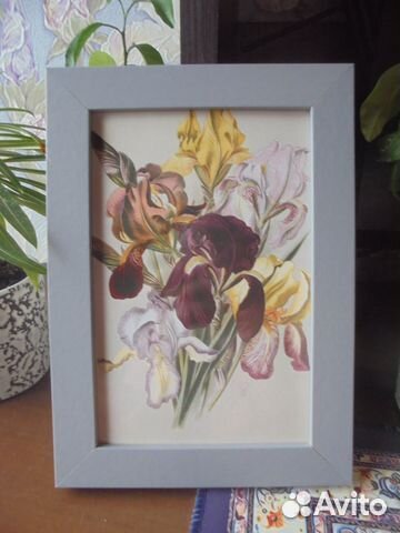 3 панно 12х17 стар грав принт Садов многолетн