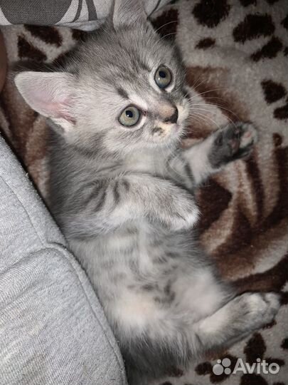 Шотладские котята