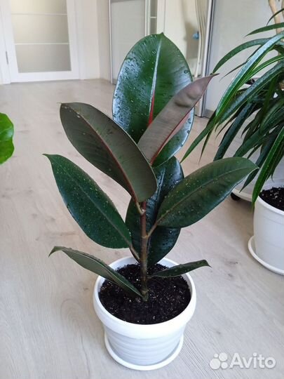 Фикус черный принц