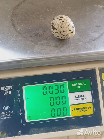 Инкубационное яйцо перепел техас