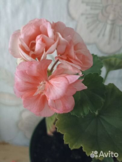 Пеларгония герань