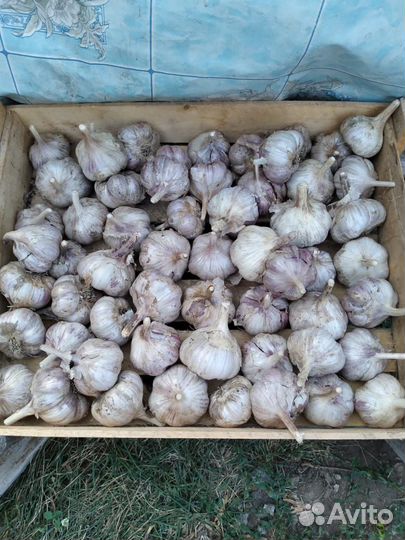 Чеснок супер