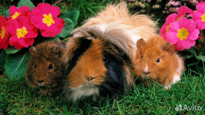 Морская свинка