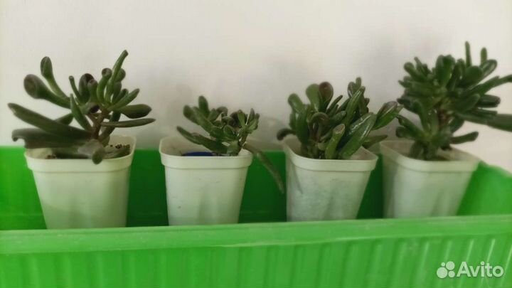 Толстянка (крассула хобит)