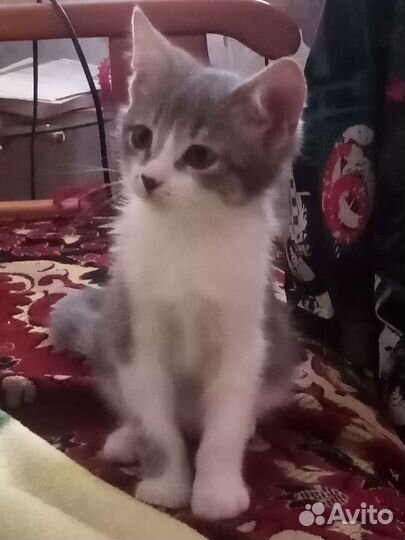 Котенок в дар