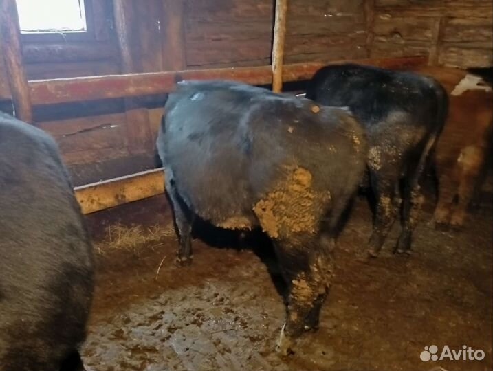 Бычки и быки