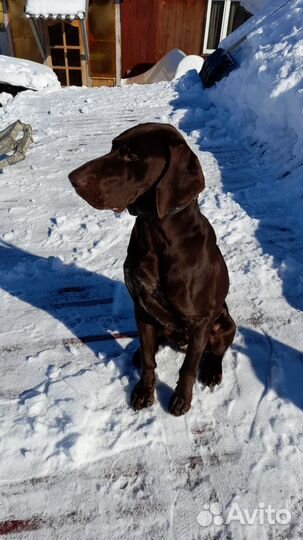 Вязка кобель Курцхаар