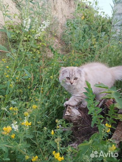 Бесплатно. Шотландская шиншилла