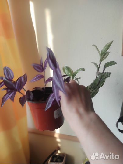 Традесканция 2 вида