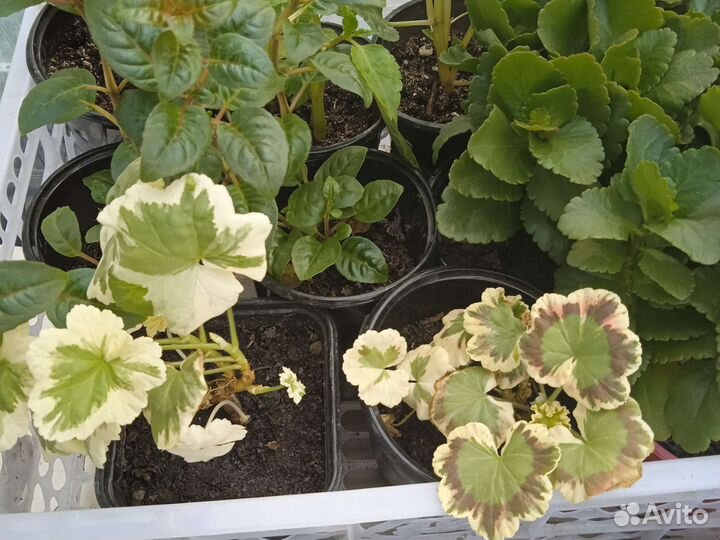 Пеларгония герань