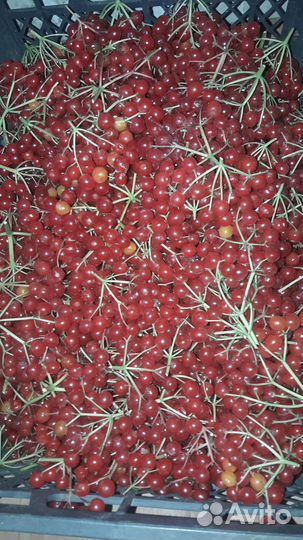 Ягода калины, Солнеч