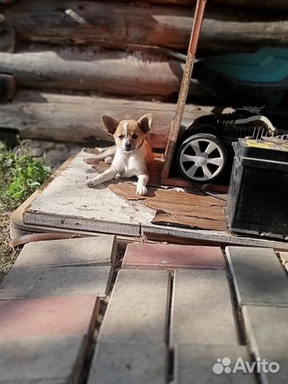 Помчи -той-терьер