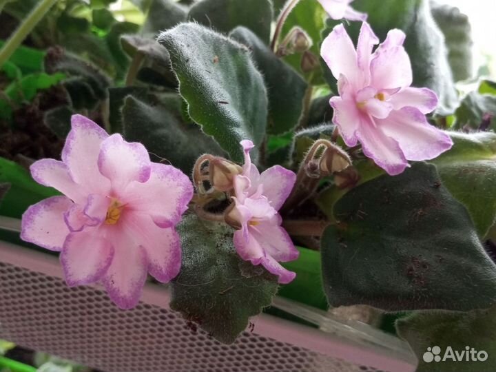 Фиалка лист