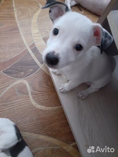 Щенки в добрые руки