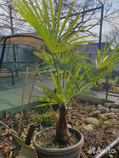 Пальма трахикарпус