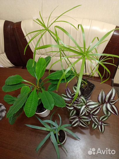 Комнатные цветы