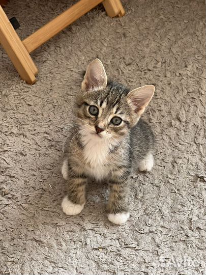 Котенок мальчик 1,5 месяца