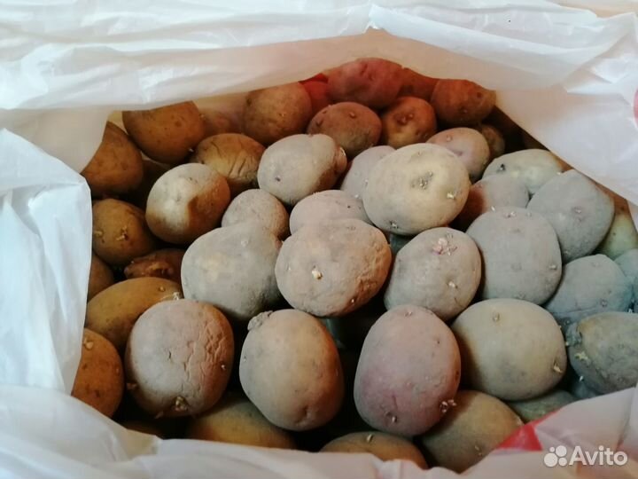 Продам рассаду капусты, арбуза, дыни, подсолнуха