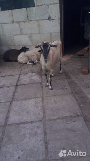 Коза породистая