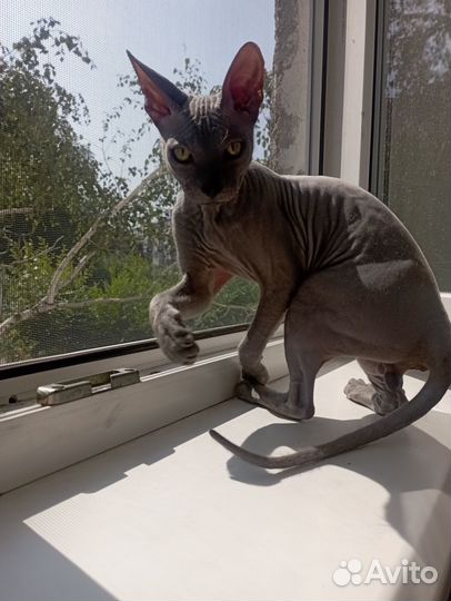 Донской сфинкс вязка