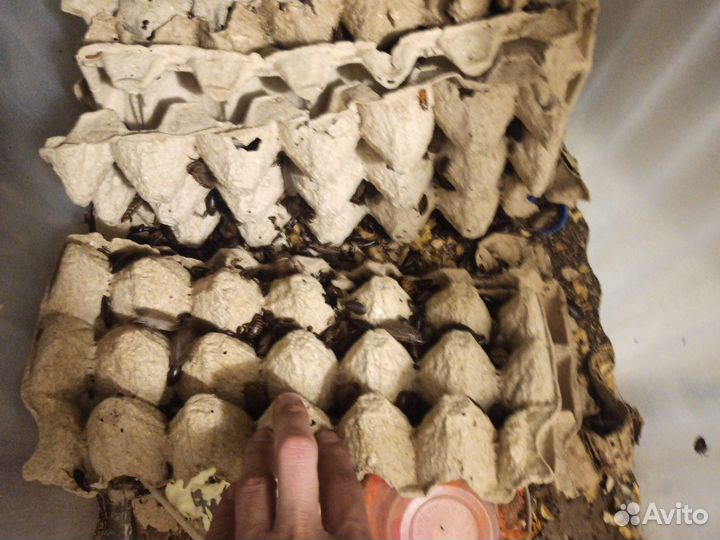 Кормовые насекомые. Сверчки. Мраморные тараканы