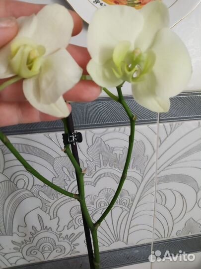 Орхидея фаленопсис отцветает (лимонная)