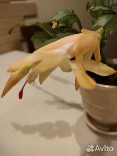 Декабрист шлюмбергера желтый