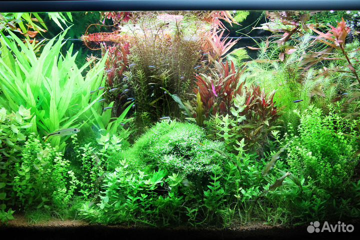Растения для аквариума. Живые растения