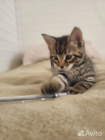 Домашний котенок мальчик 2 мес. бронь