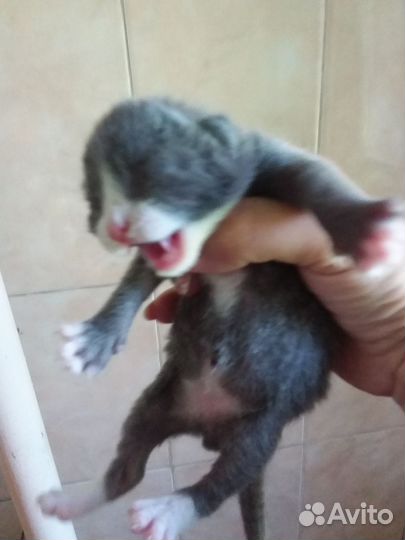 Отдам бесплатно котят. Кот и кошка