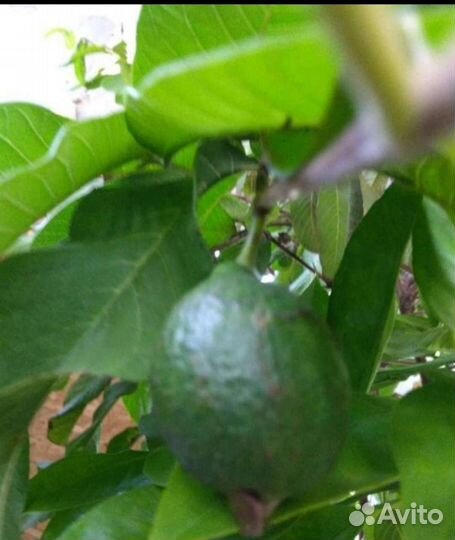 Плодоносящие экзоты