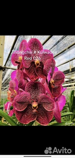 Орхидея Ванда