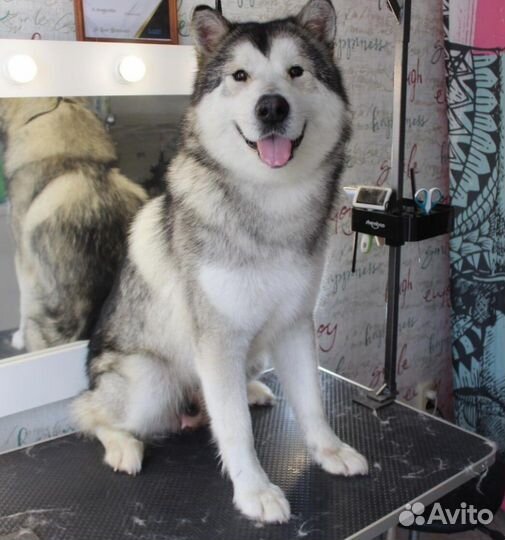 Стол для груминга