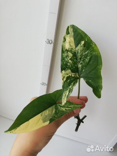 Сингониум imperial yellow