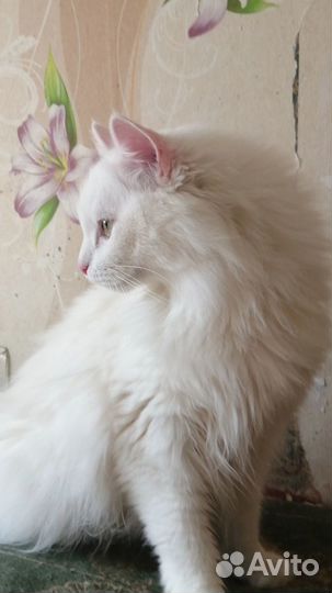 Котик Котя