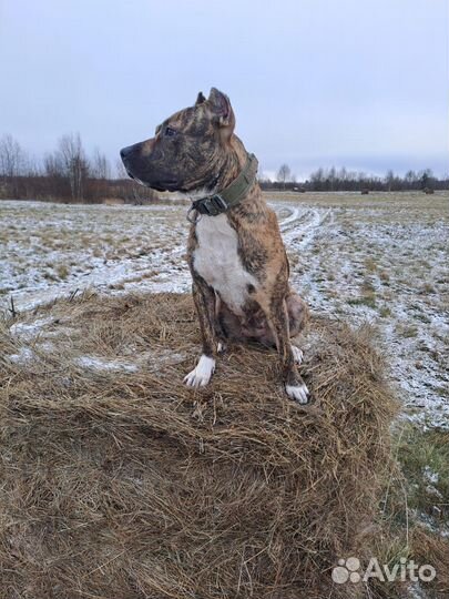 Вязка, случка