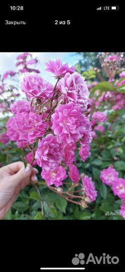 Роза плетистая розовая