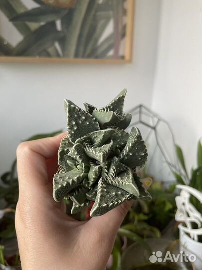 Фаукария тигрина