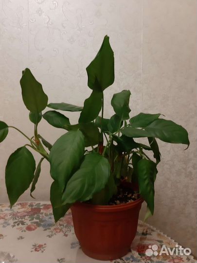 Спатифиллум