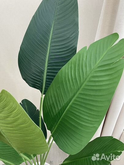Банановая пальма Стрелиция 150
