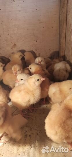 Цыплята бройлеры