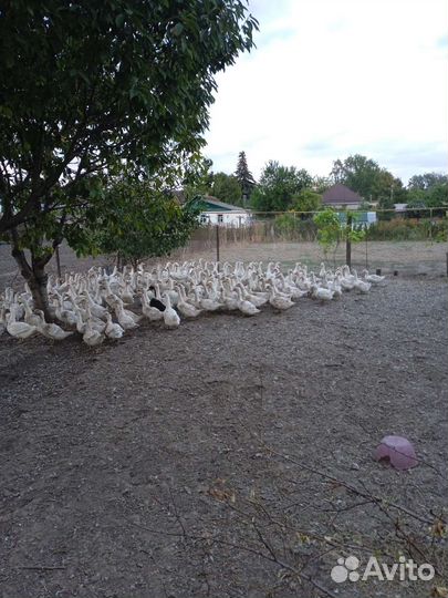 Утка стар 53и мулард