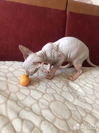 Канадский сфинкс котенок