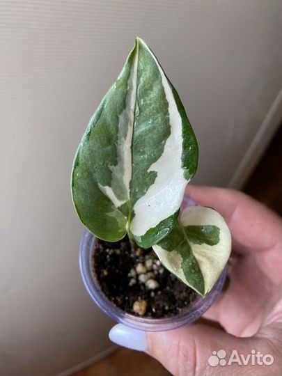 Комнатные растения